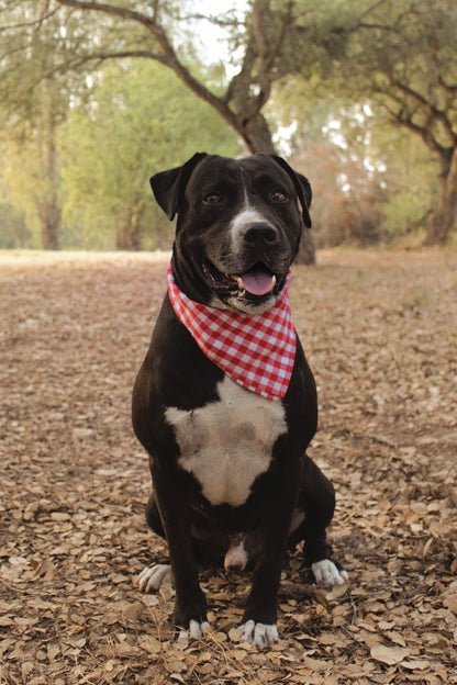 Bandana Vichy Rossa