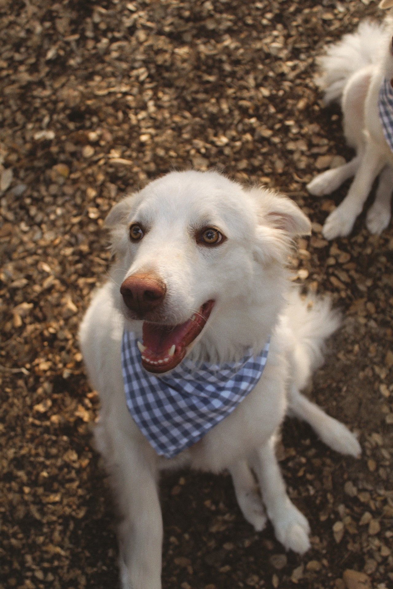 Bandana Vichy Indaco
