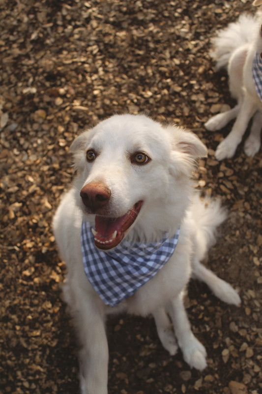 Bandana Vichy Indaco